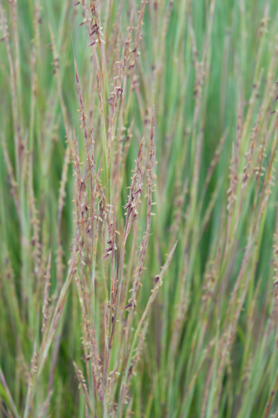 The Blues Little Bluestem